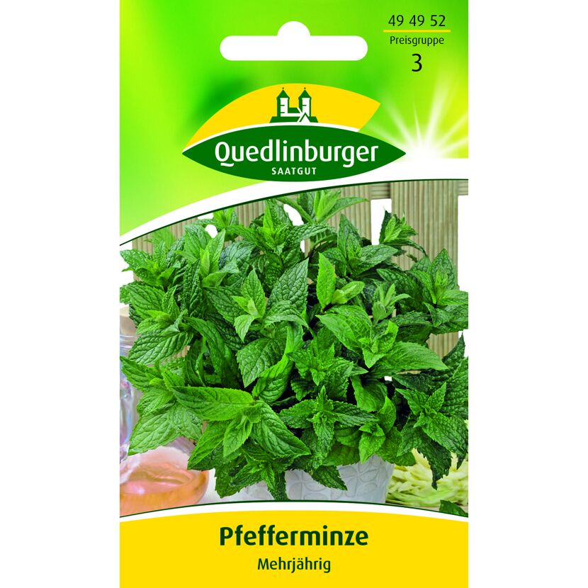 Pfefferminze, mehrjährig