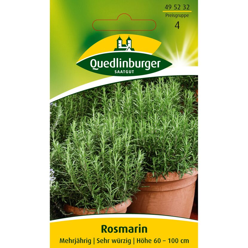Rosmarin in Töpfen