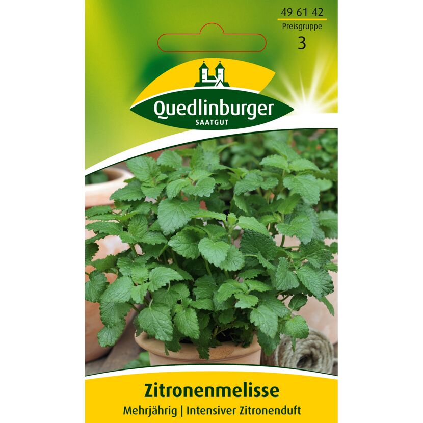 Zitronenmelisse im Topf