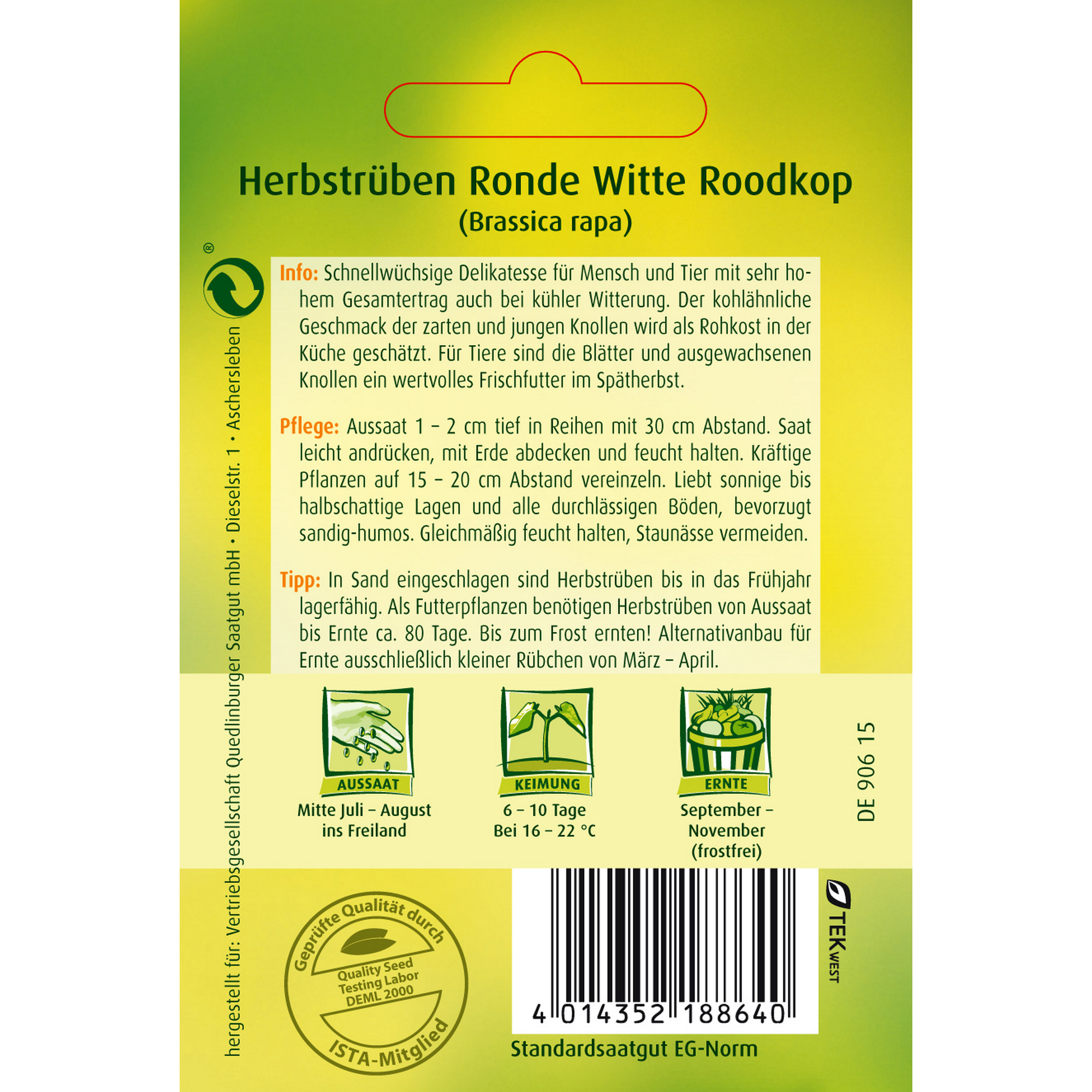 Herbstruebe 'Ronde witte Roodkop' + product picture