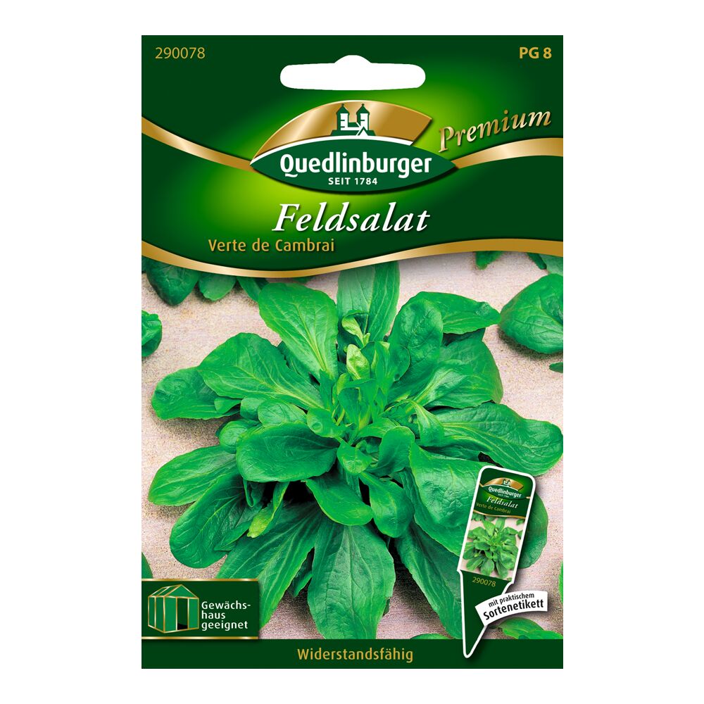 Quedlinburger Feldsalat Verte de Cambrai