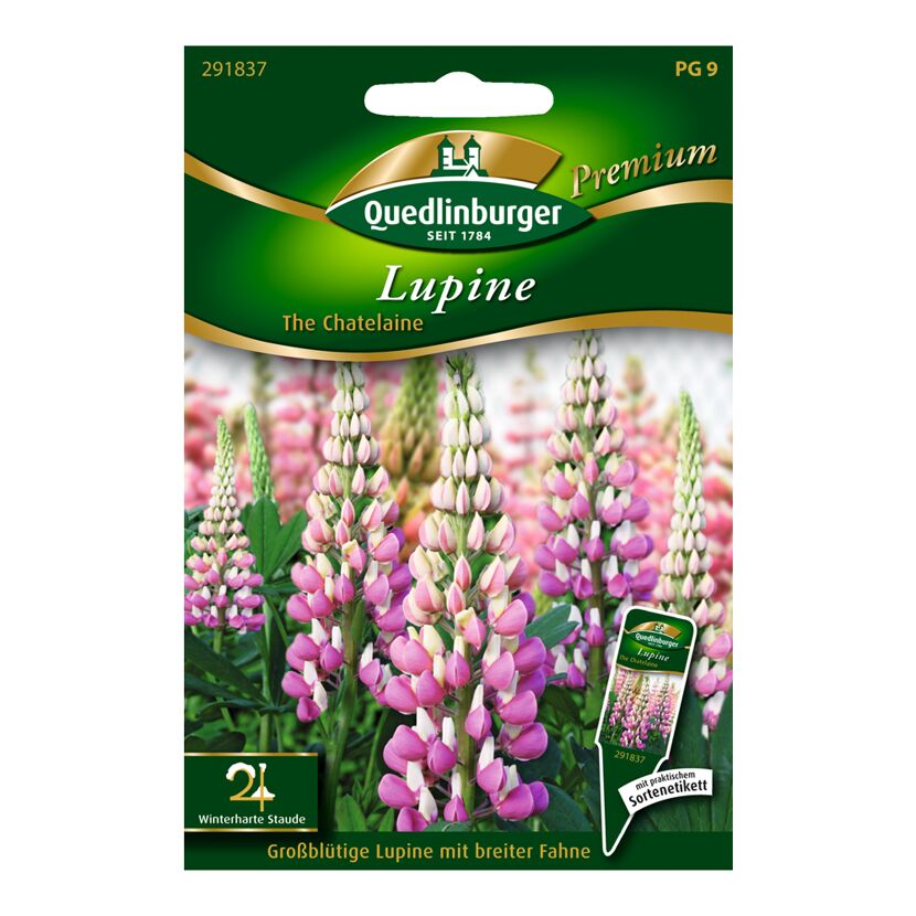 Lupine "The Chatelaine"