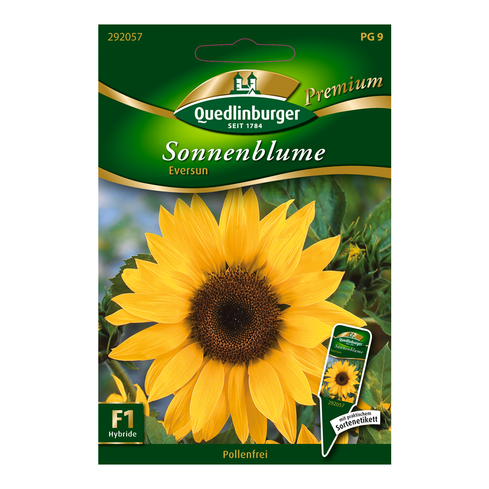 Sonnenblume "Eversun" 10 Stück + product picture