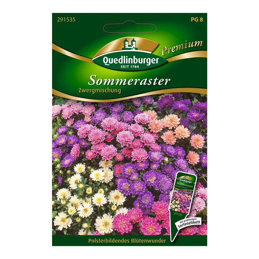 Quedlinburger Sommeraster Zwergmischung