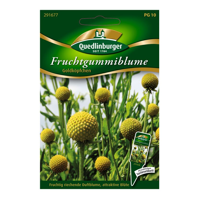 Samen der Fruchtgummiblume Goldköpfchen von Quedlinburger