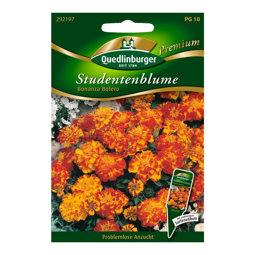 Studentenblume "Bonanza Bolero" 20 Stück