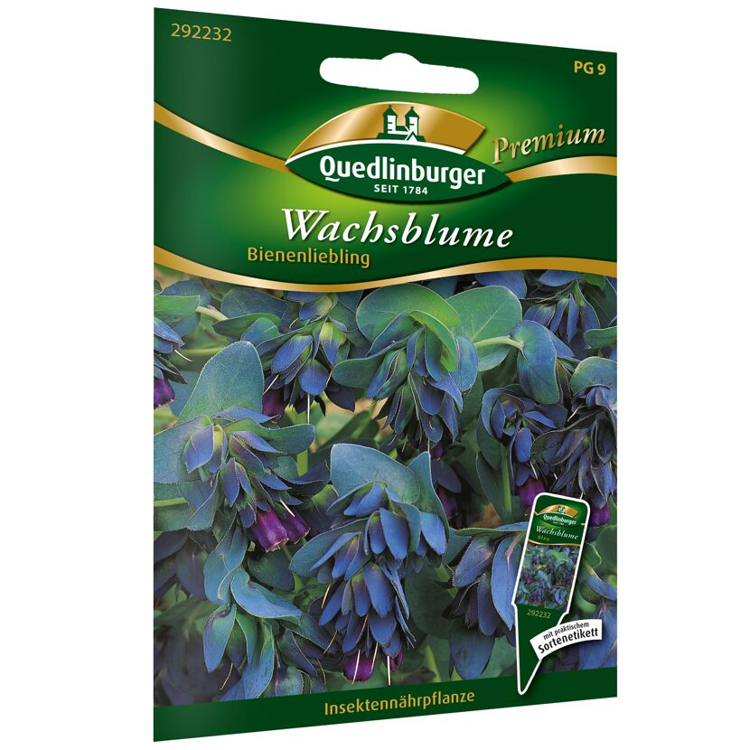 Quedlinburger Wachsblume Samen