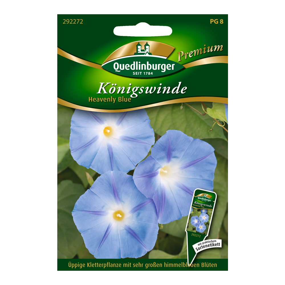 Königswinde "Heavenly Blue" + product picture