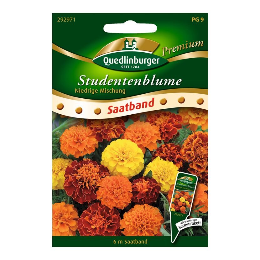 Saatband Studentenblume niedrige Mischung