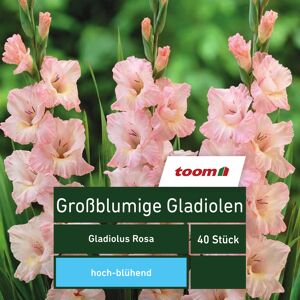 Großblumige Gladiolen 'Gladiolus', 40 Stück, rosa
