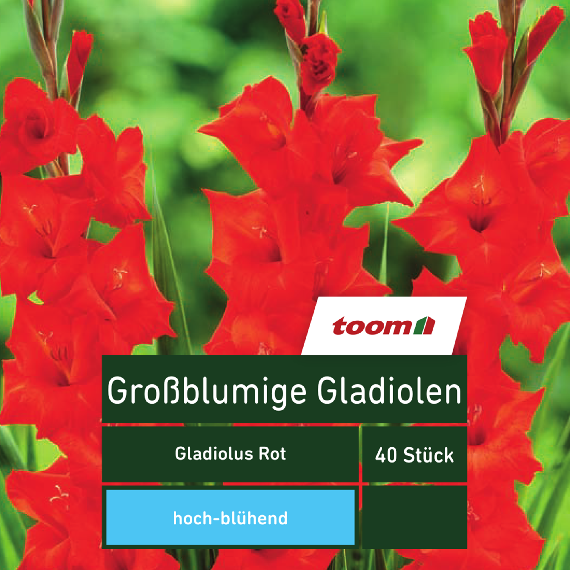 Blumenzwiebeln Großblumige Gladiolen rot 40 Stück + product picture
