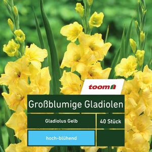 Blumenzwiebeln Großblumige Gladiolen gelb 40 Stück