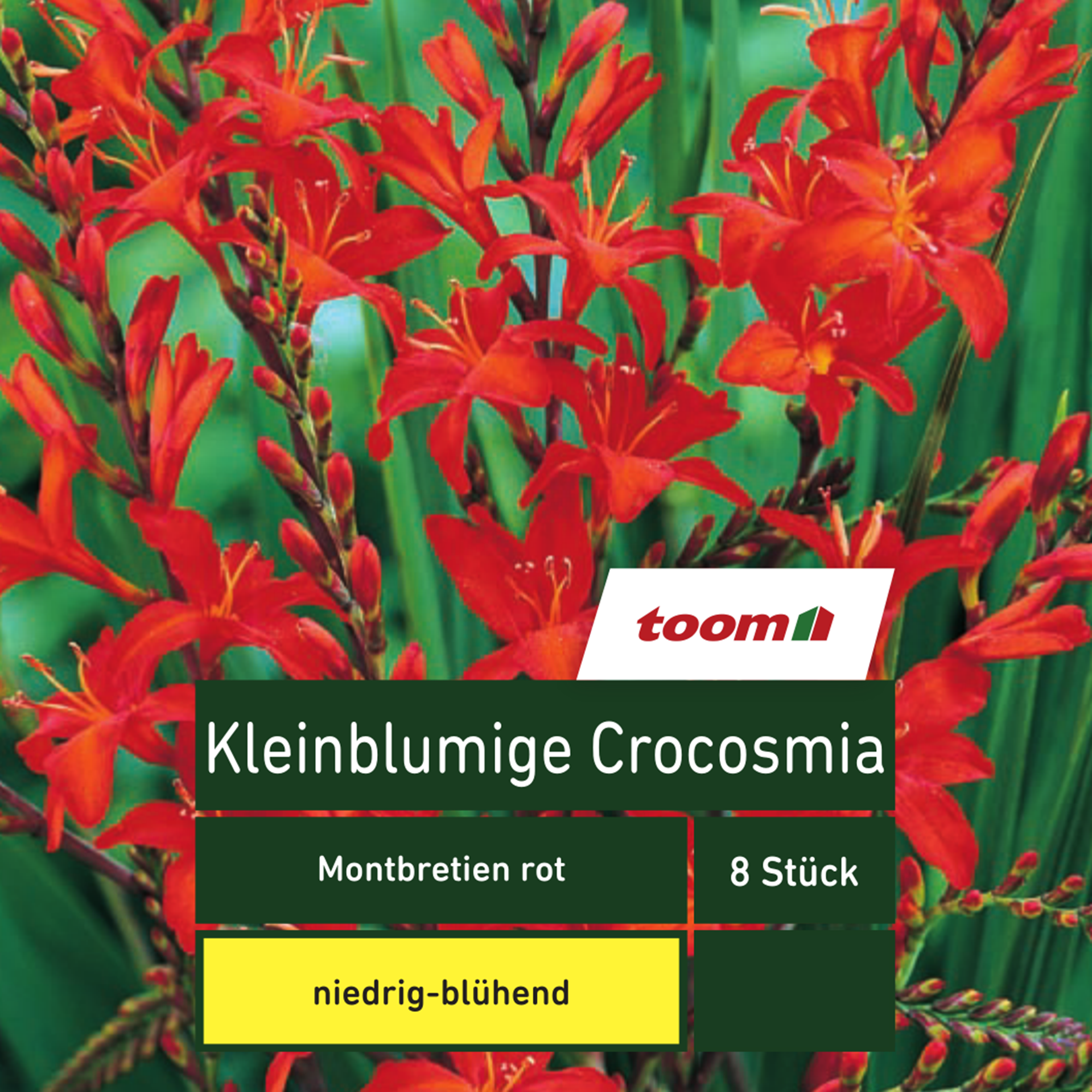 Kleinblumige Crocosmia 'Montbretien', 8 Stück, rot + product picture