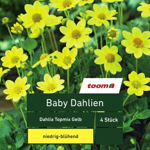 Baby-Dahlien 'Dahlia Topmix', 4 Stück, gelb
