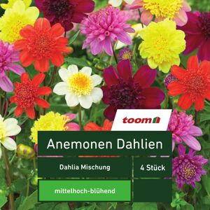 Anemonen-Dahlien 'Dahlia Mischung', 4 Stück, mehrfarbig