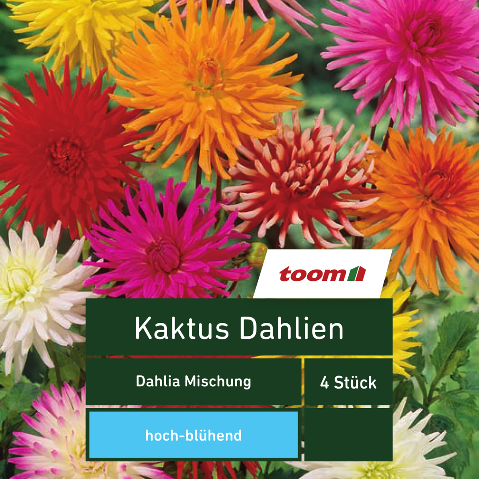 Blumenzwiebeln Kaktus-Dahlien 'Dahlia Mischung' 4 Stück mehrfarbig + product picture