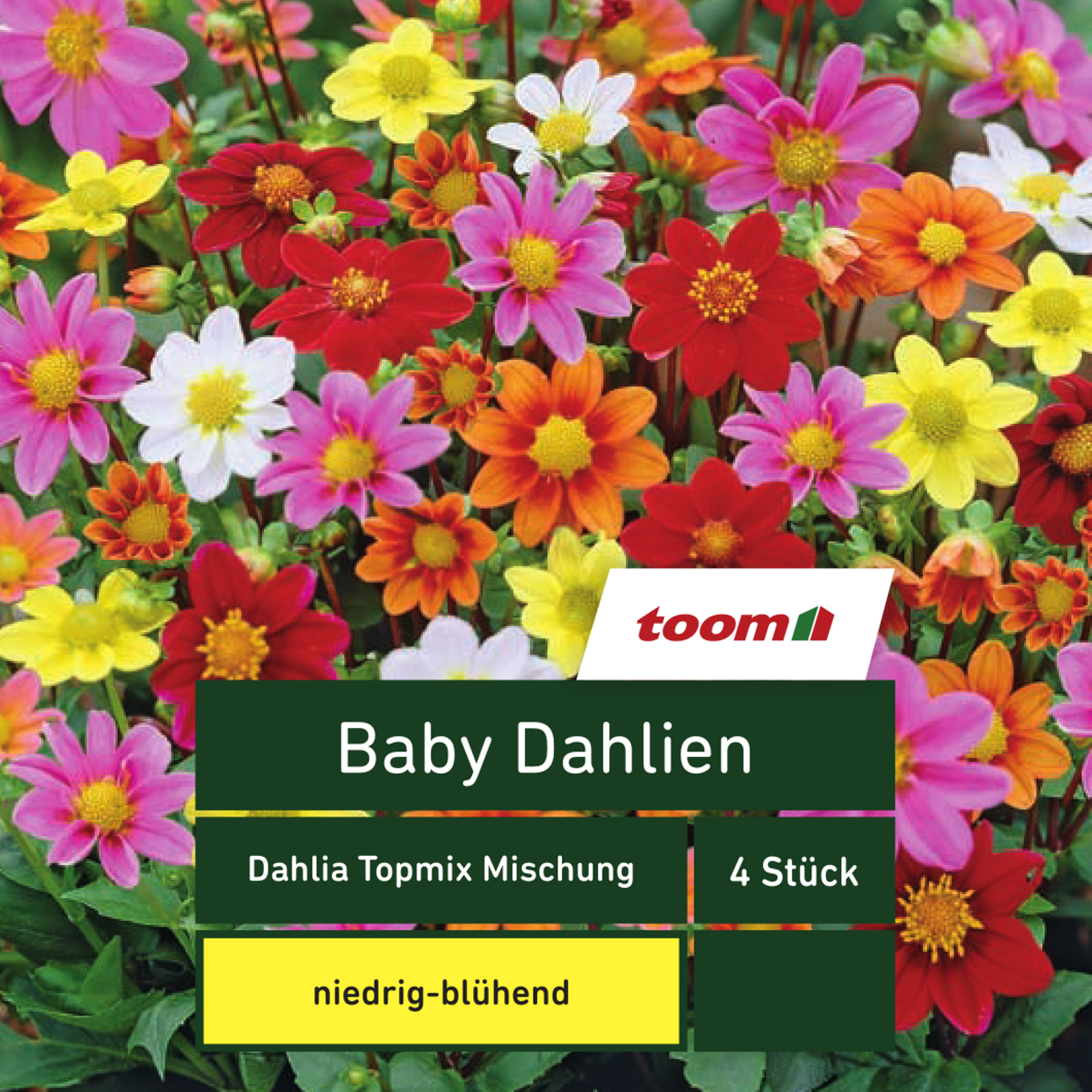 Blumenzwiebeln Baby-Dahlien 'Dahlia Topmix' 4 Stück mehrfarbig + product picture