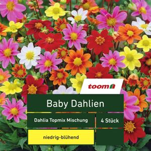 Blumenzwiebeln Baby-Dahlien 'Dahlia Topmix' 4 Stück mehrfarbig