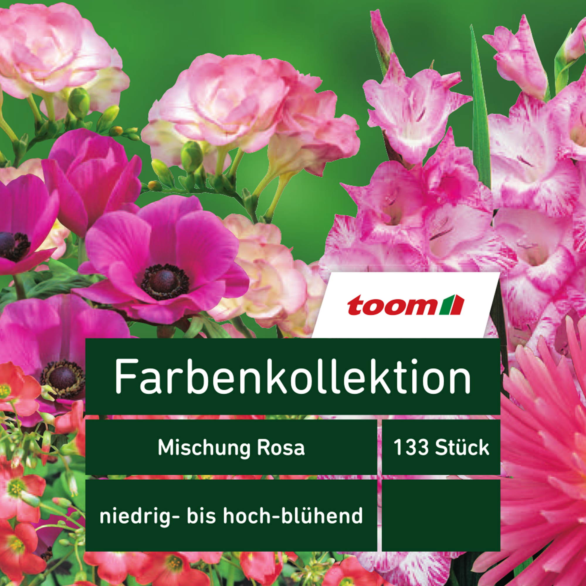 Blumenzwiebeln Farbenkollektion 'Mischung Rosa' 133 Stück + product picture