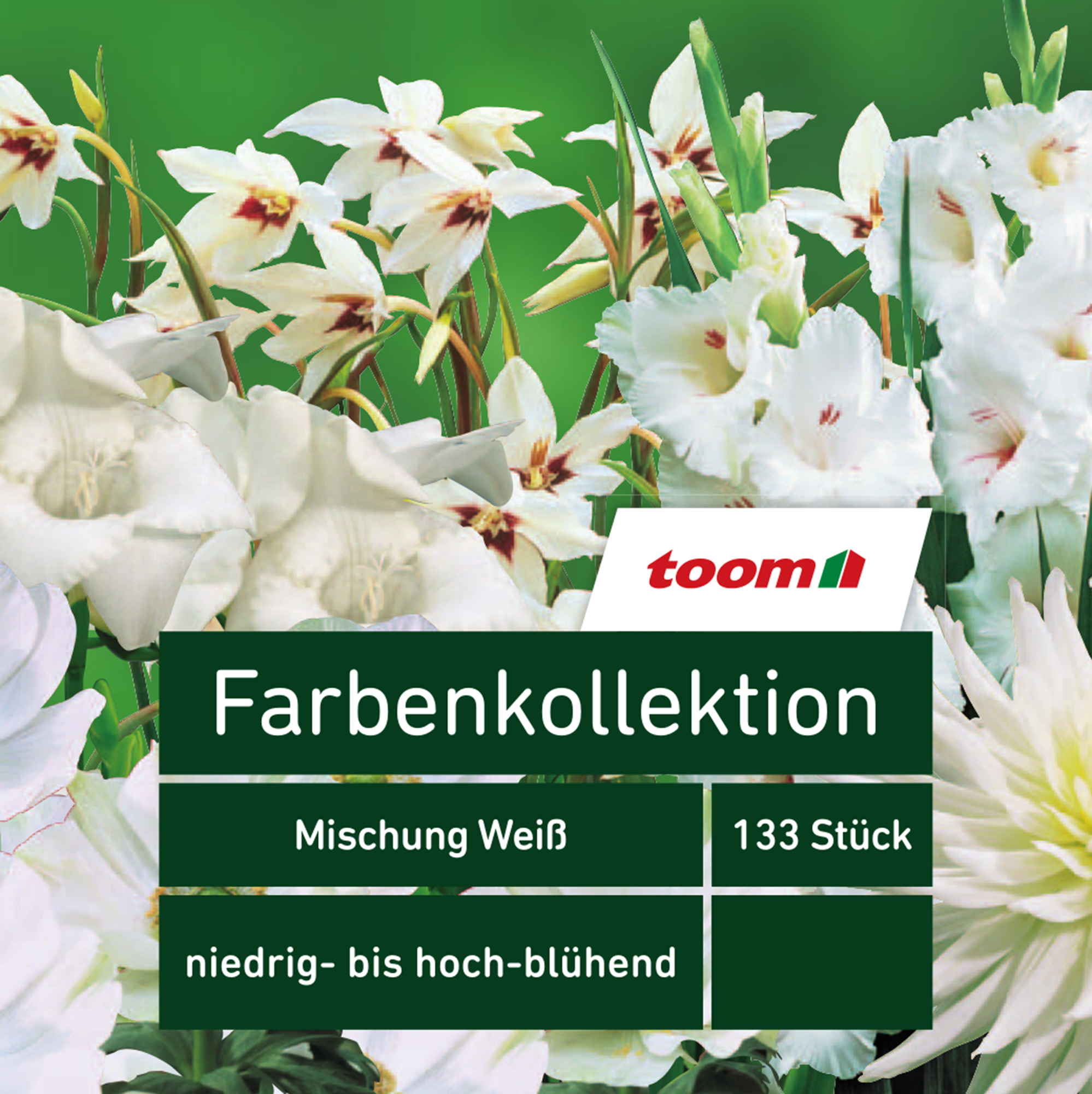 Blumenzwiebeln Farbenkollektion 'Mischung Weiß' 133 Stück + product picture