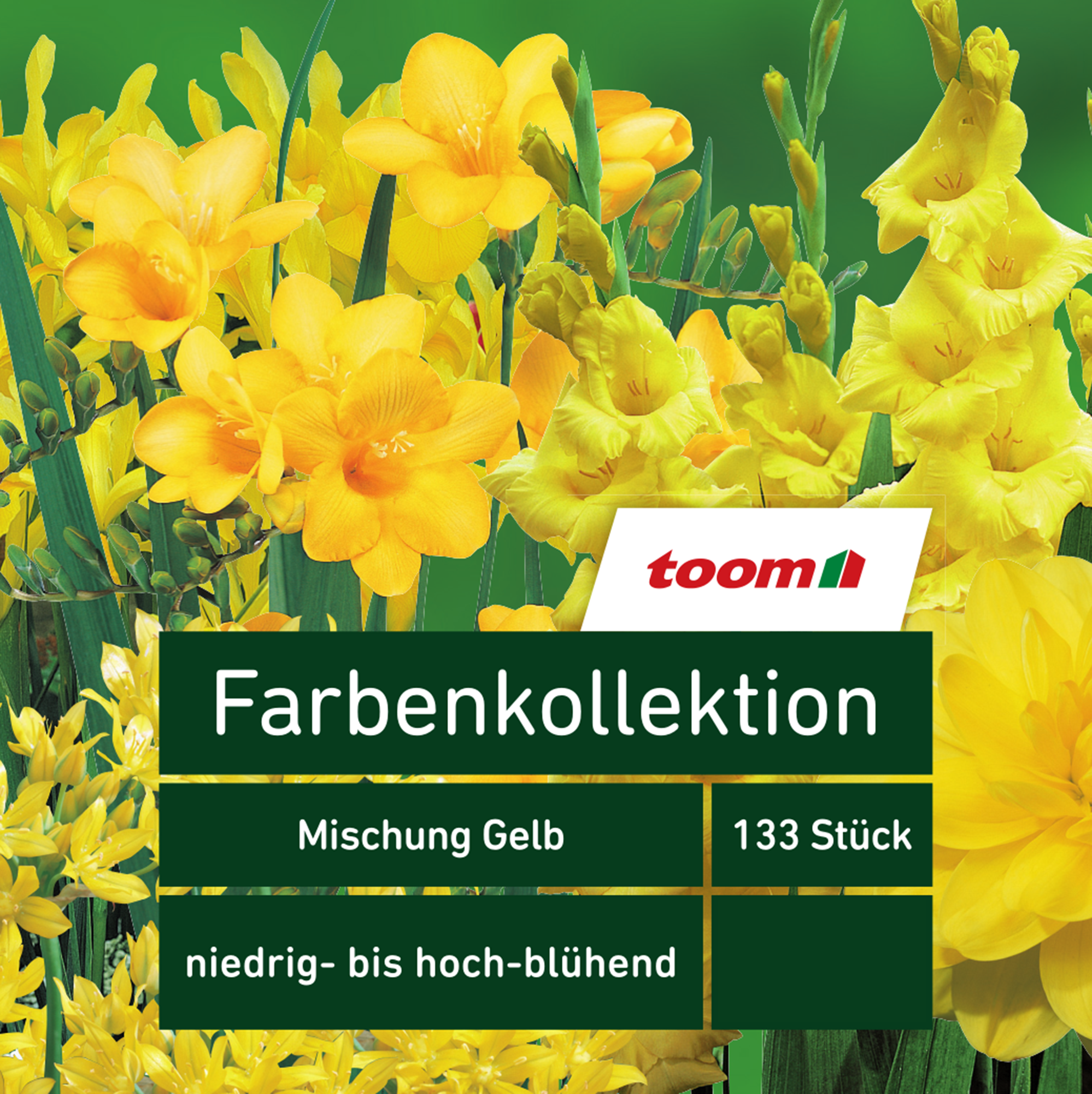 Blumenzwiebeln Farbenkollektion 'Mischung Gelb' 133 Stück + product picture
