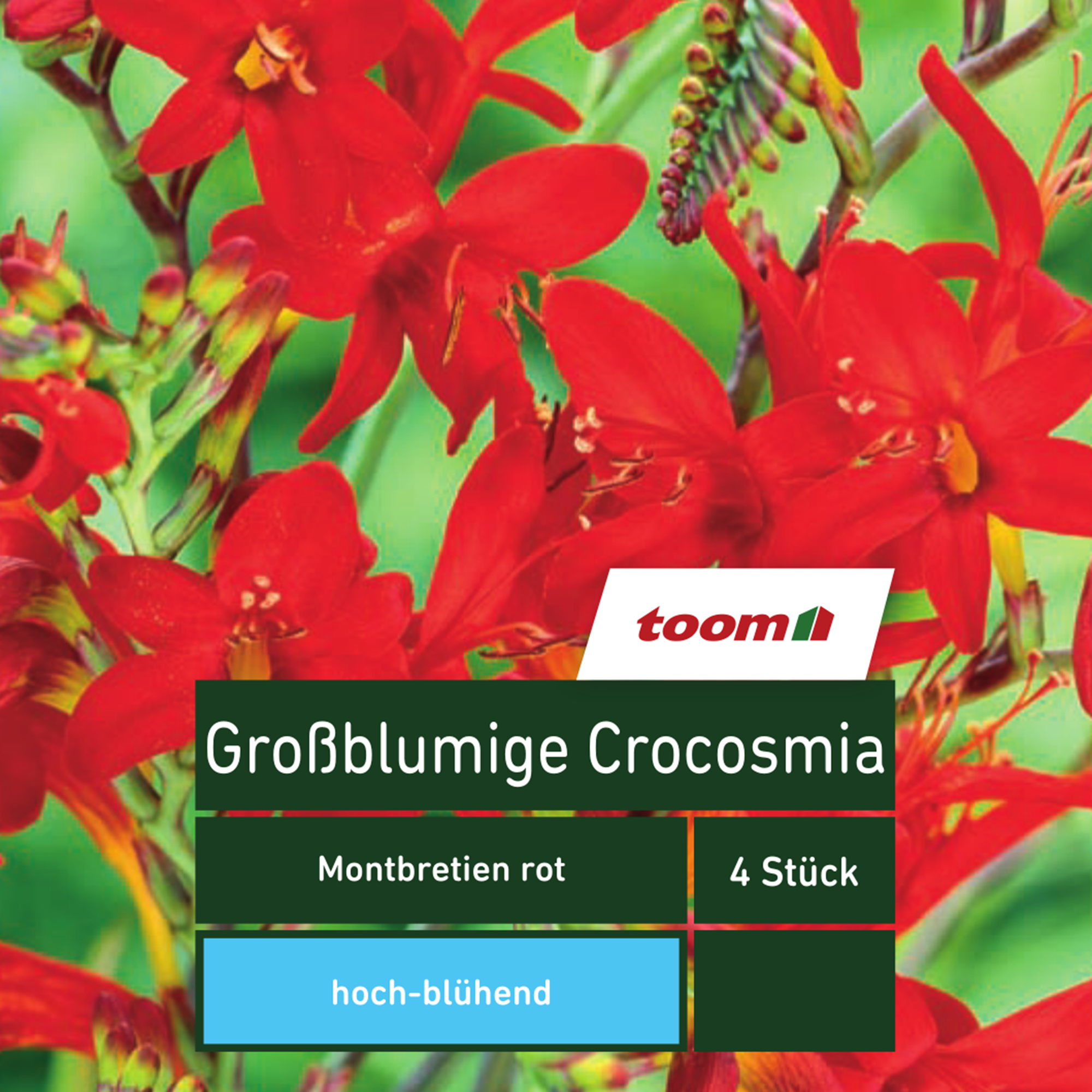 Blumenzwiebeln Großblumige Crocosmia Montbretien rot 4 Stück + product picture
