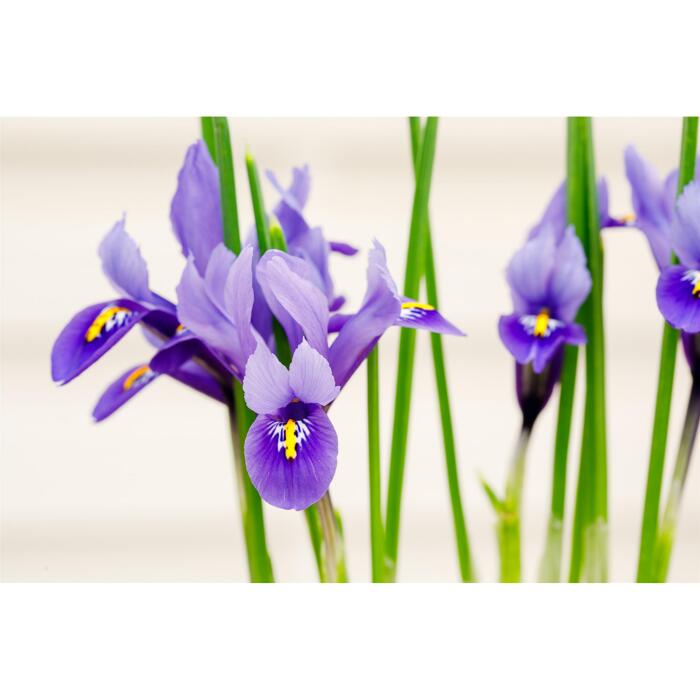 toom Iris 'Hollandica' blau 20 Zwiebeln