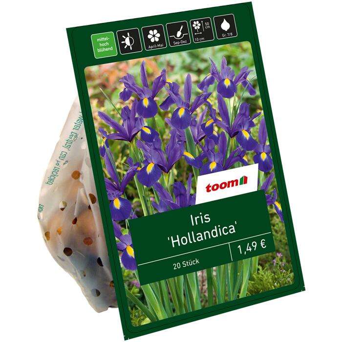 Iris 'Hollandica' blau 20 Zwiebeln
