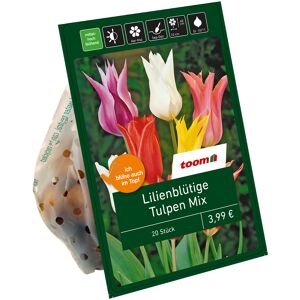Lilienblütige Tulpen 'Mix' 20 Zwiebeln