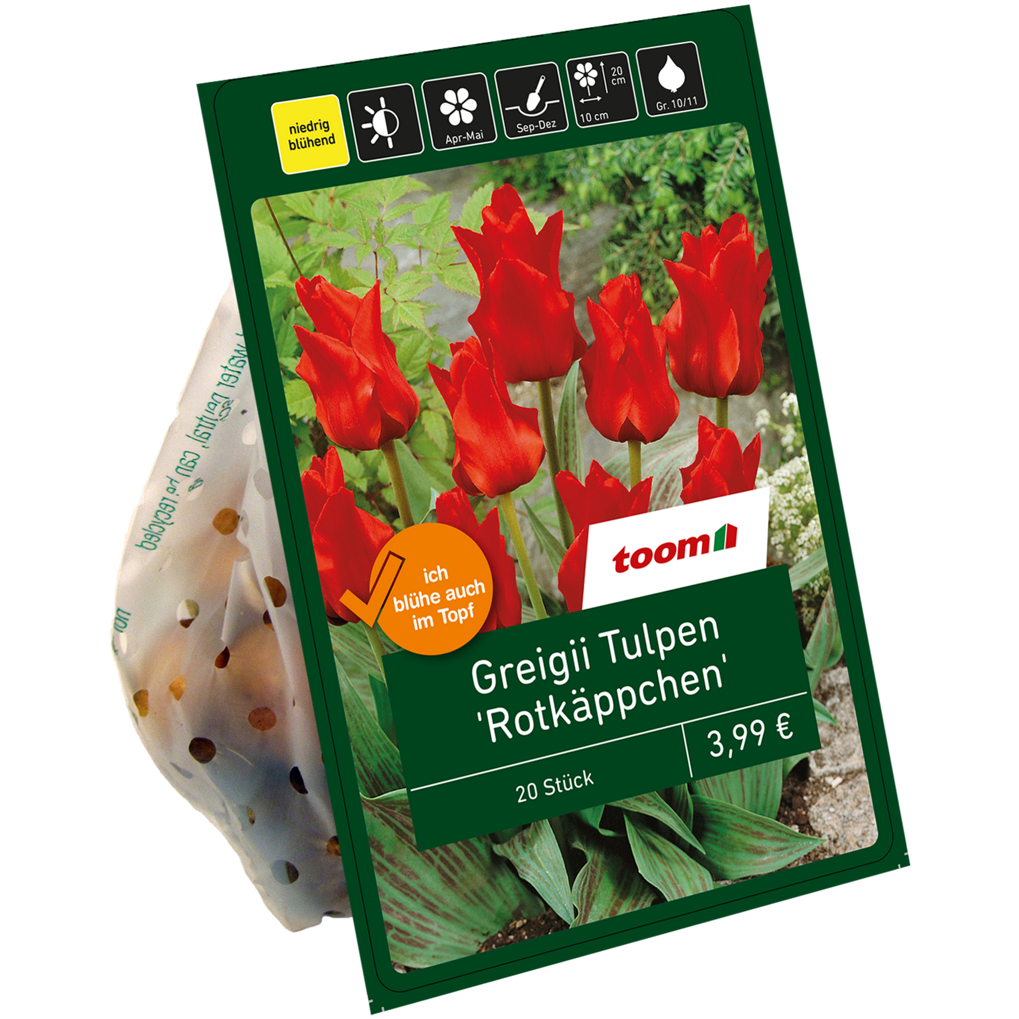 Greigii-Tulpen 'Rotkäppchen' rot 20 Zwiebeln + product picture