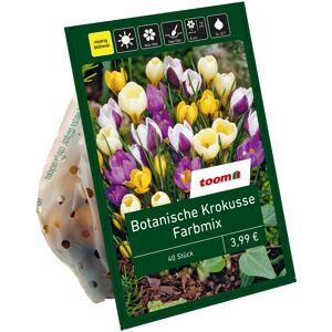 Botanische Krokusse 'Mix' 40 Zwiebeln
