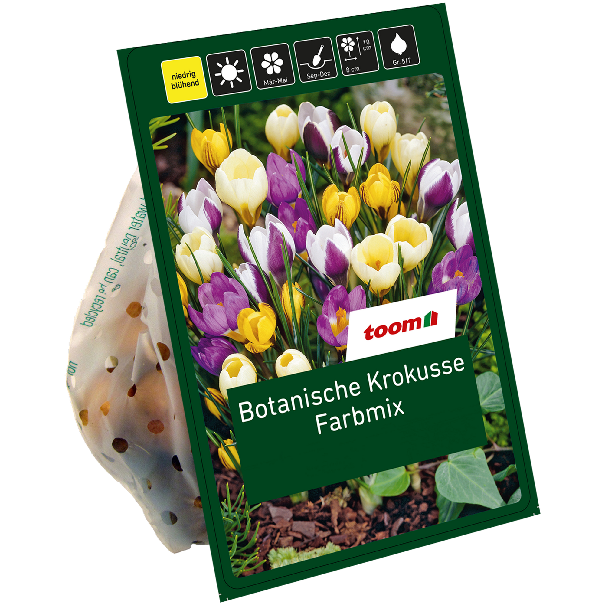 Botanische Krokusse 'Mix' 40 Zwiebeln