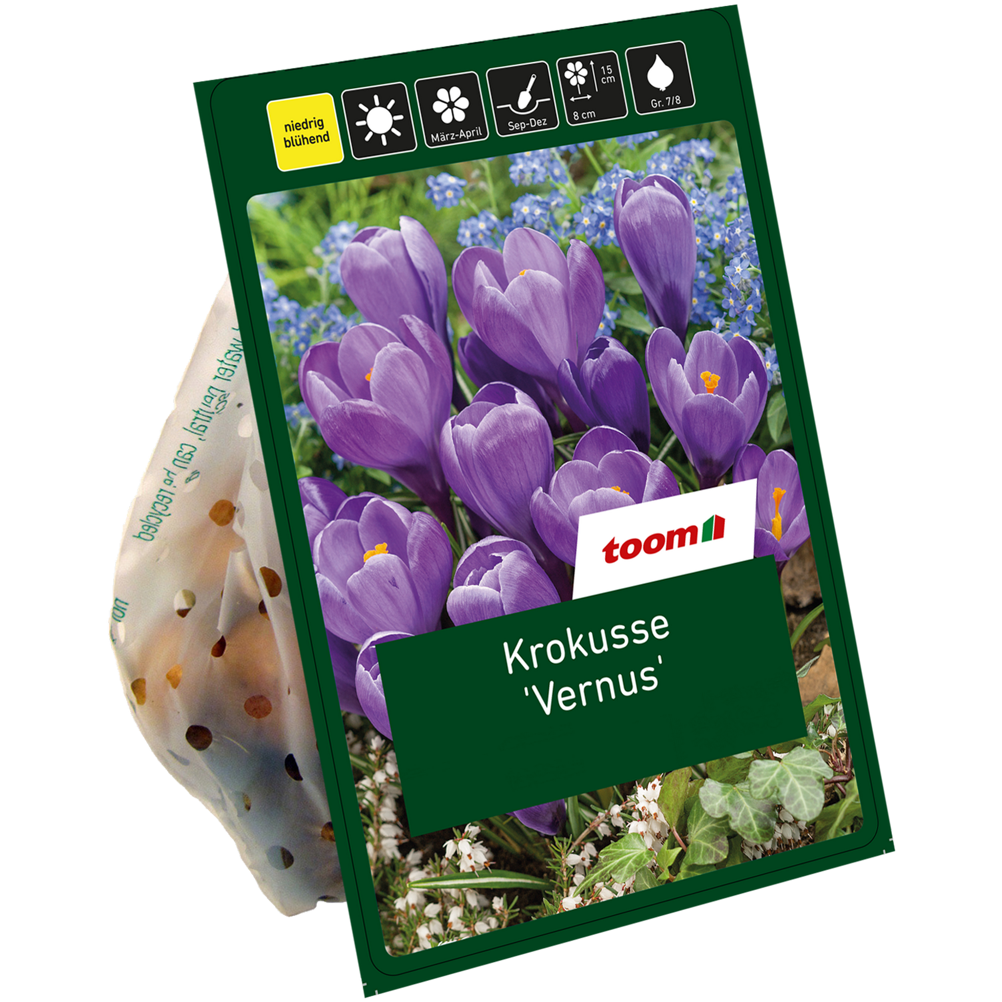 Frühlings-Krokusse blau 10 Zwiebeln