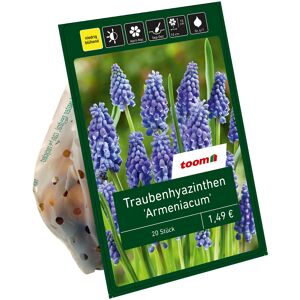 Traubenhyazinthen 'Armeniacum' blau 20 Zwiebeln