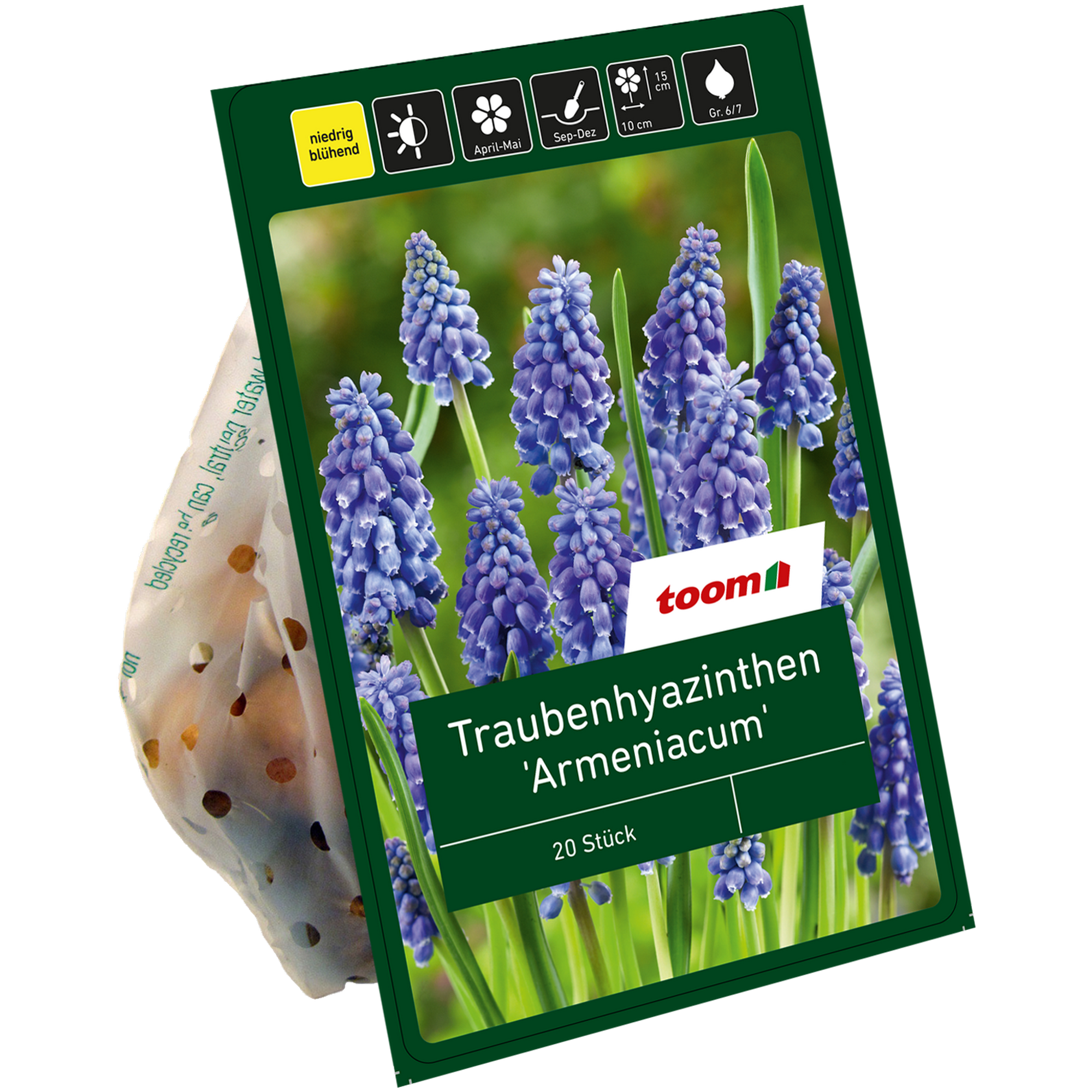 Traubenhyazinthen 'Armeniacum' blau 20 Zwiebeln + product picture