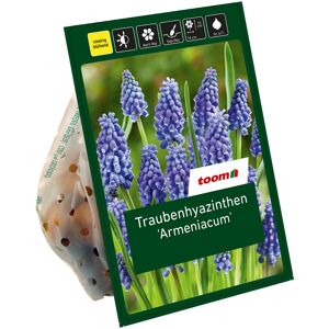 Traubenhyazinthen 'Armeniacum' blau 20 Zwiebeln