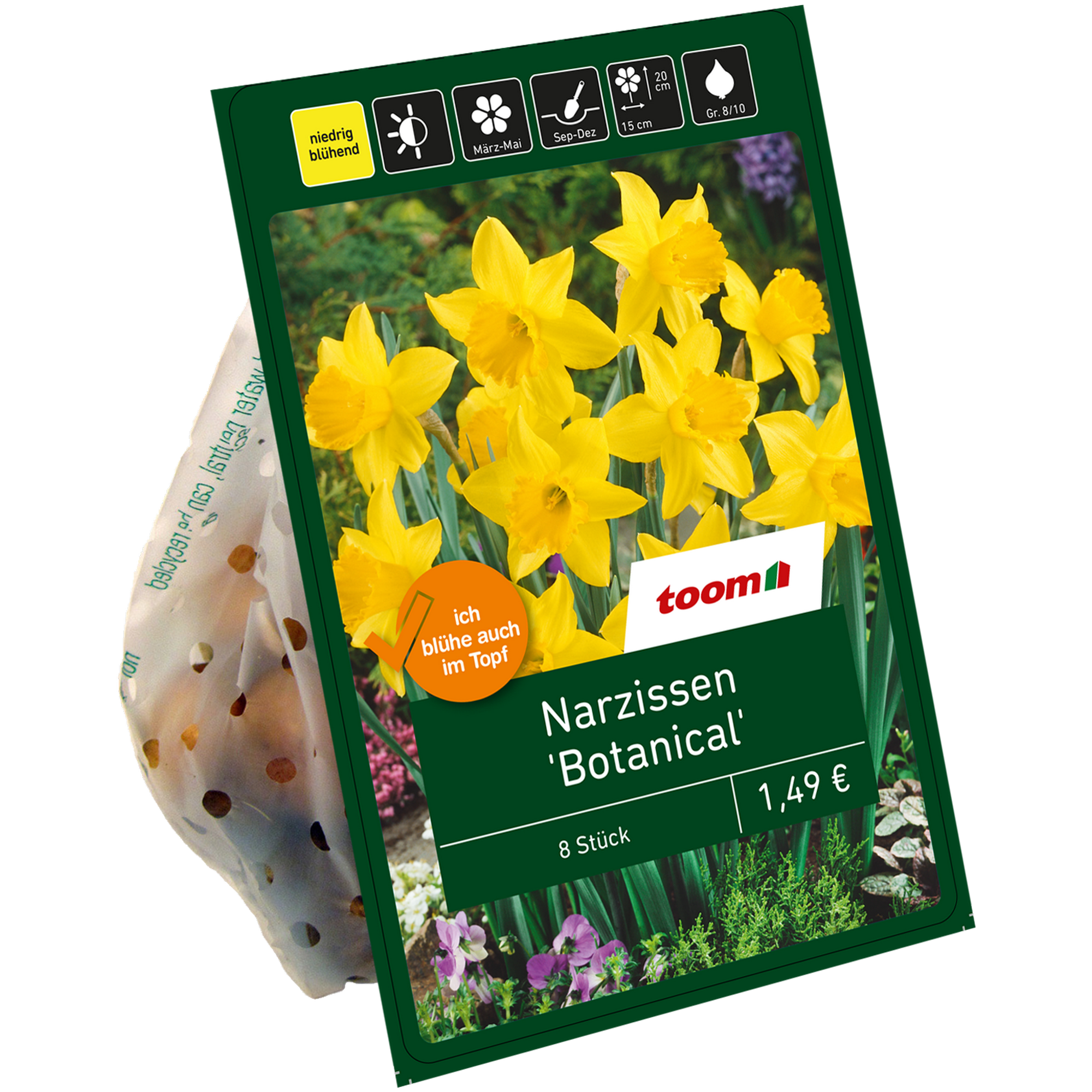 Botanische Narzissen gelb 8 Zwiebeln + product picture