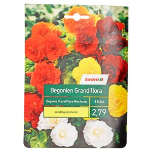 Begonien-Mischung 'Grandiflora' 3 Stück