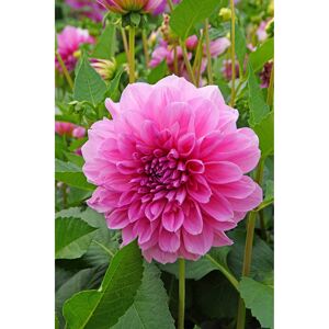 Schmuckdahlie XXL 'Lavender Perfection' 1 Stück