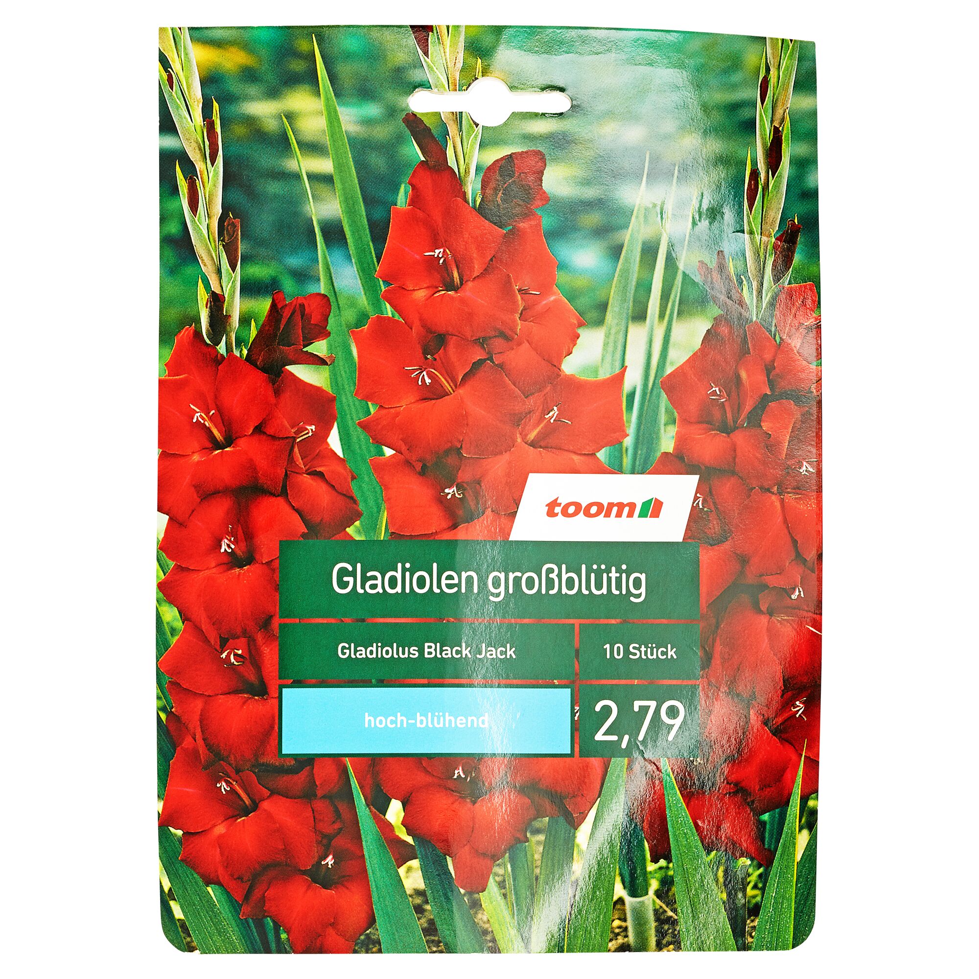 Verpackung von toom Gladiolen großblütig Black Jack