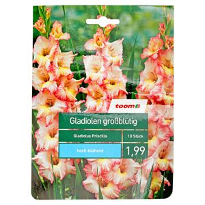 Großblütige Gladiolen 'Priscilla' 10 Stück