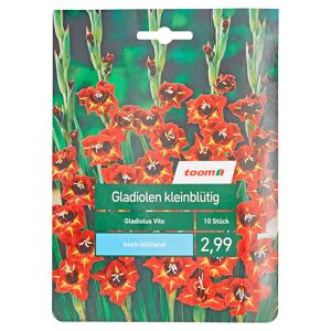 Kleinblütige Gladiolen 'Vito' 10 Stück