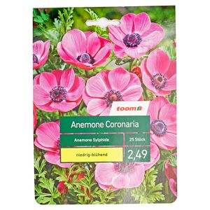 Anemone 'Sylphide' 25 Stück