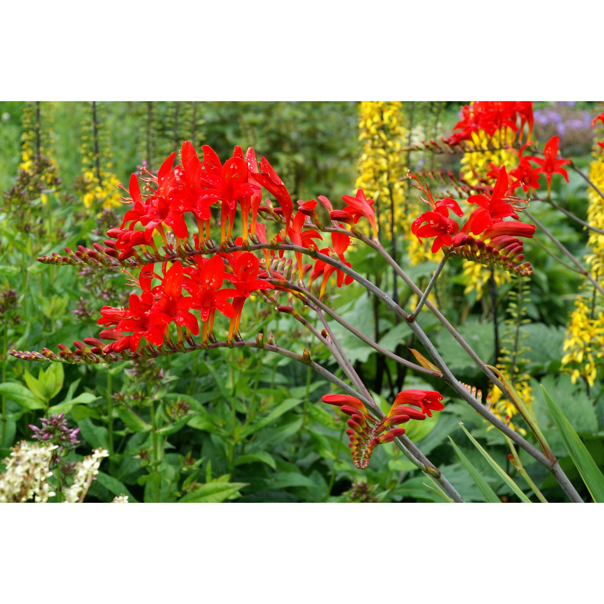 Nahaufnahme von orangen Montbretienblüten
