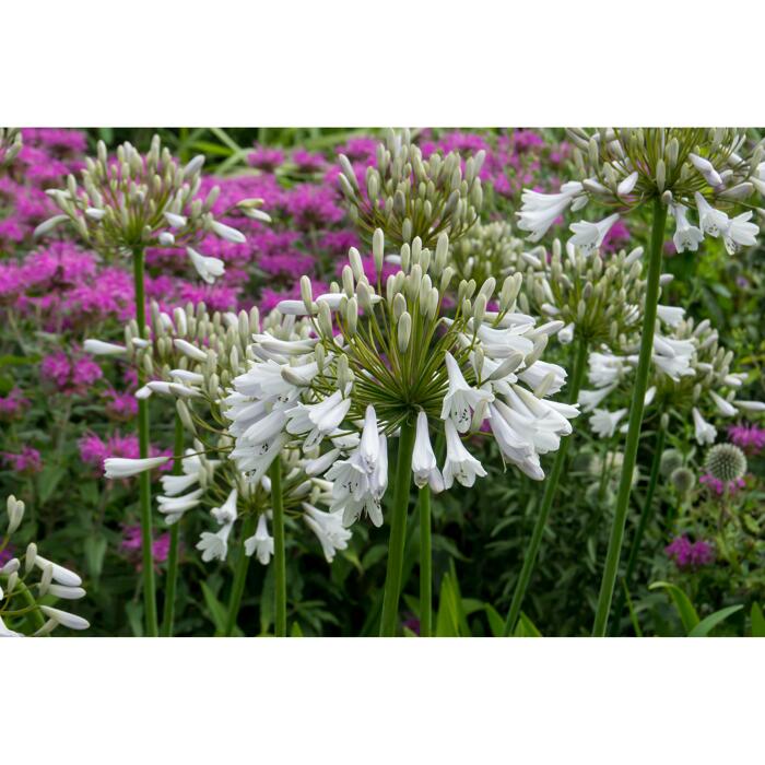 Toom Schmucklilie Weiss 1 Stuck ǀ Toom Baumarkt