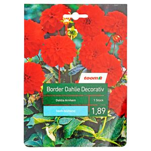 Border-Dahlie 'Arnhem' 1 Stück