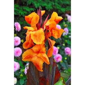 Indischen Blumenrohr rotlaubig, orange 1 Stück