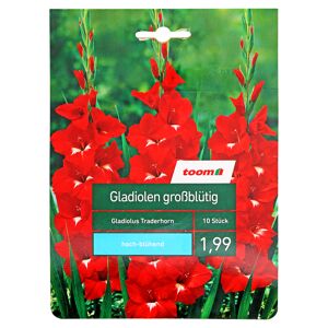 Großblütige Gladiolen 'Traderhorn' 10 Stück