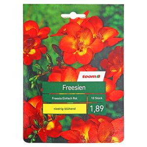 Freesien rot 10 Stück