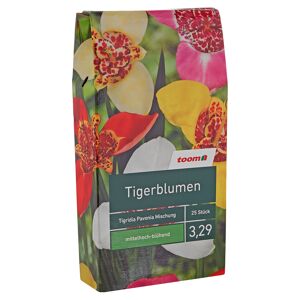 Blumenzwiebeln "Tigerblumen" Tigridia Pavonia Mischung 25 Stück